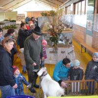 Kleintierzuchtverein: Kleine Tiere, großes Jubiläum