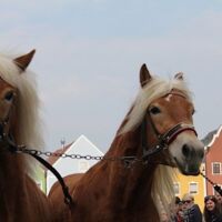 Viele Attraktionen beim 171. Pferdemarkt in Obernberg