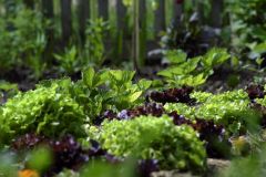 Quer durch den Gemüsegarten