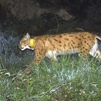 Luchs-Abschuss: Nationalpark Kalkalpen wendet sich an den Obersten Gerichtshof