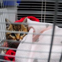 Babykater aus Rohr befreit
