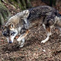 Wolfssichtungen in Kefermarkt
