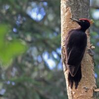 Birdrace im Raader Wald