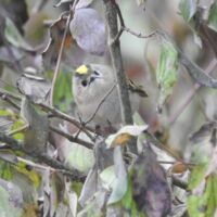 Vorgestellt: Tipsi präsentiert das Wintergoldhähnchen