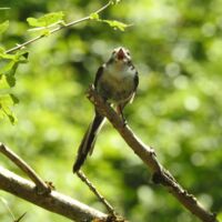 Vorgestellt: Tipsi präsentiert die Schwanzmeise