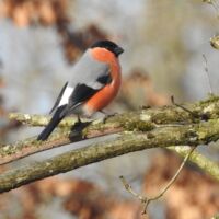 Vorgestellt: Tipsi präsentiert den Gimpel