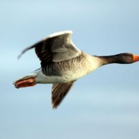 Vorgestellt: Tipsi präsentiert die Graugans