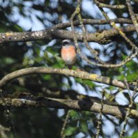 Vorgestellt: Tipsi präsentiert den Gartenrotschwanz
