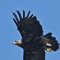 Vorgestellt: Tipsi präsentiert den Kaiseradler