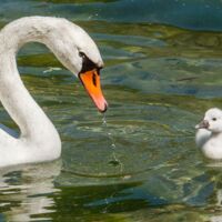Vorgestellt: Tipsi präsentiert den anmutigen Höckerschwan