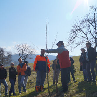 Reiche Ernte und gesunder Baum durch die richtige Technik