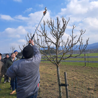 Reiche Ernte und gesunder Baum durch die richtige Technik