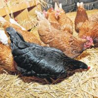 Vogelgrippe - keine Gefahr für Menschen aber Stallpflicht angeordnet