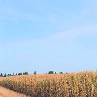 Versicherung unterstützt Landwirte bei Ernteausfällen durch Dürre