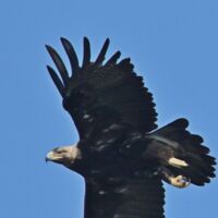 Der Kaiseradler kehrt zurück in den Bezirk Amstetten