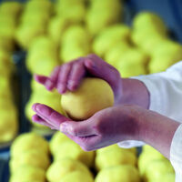 15.000 Knödel als Wochenbilanz