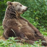 „Buddha-Bär“ Brumca: Tiefenentspannt im Bärenwald Arbesbach
