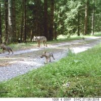 Nachwuchs: Wieder Jungwölfe am Truppenübungsplatz Allentsteig