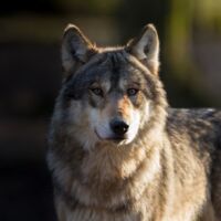 FPÖ-Tierschutzsprecherin Ina Aigner zum Thema Wolf: Jetzt muss agiert werden