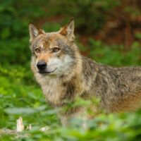 WWF: Wölfe sind weder reißende Bestien noch Kuscheltiere!