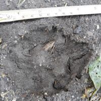 Es war der Wolf: Die Leute haben schon ein ungutes Gefühl, in den Wald zu gehen!