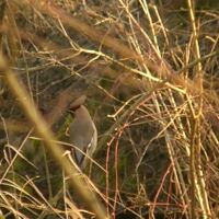 Vögel der Region - Blaumeise Tipsi präsentiert den nordischen Seidenschwanz