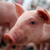 Seuchengefahr: Die Afrikanische Schweinepest klopft an