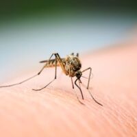 Ausbreitung des West-Nil-Virus in Italien: Zahl der Todesfälle steigt