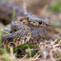 Schlangen-Plage auf Mallorca: Das müssen Urlauber wissen
