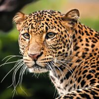 Allein im Dschungel: Mönch (45) stirbt nach Leopard-Attacke