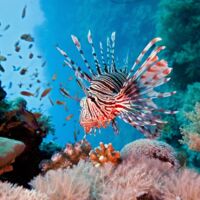 Kroatien-Urlauber aufgepasst: Dieser Fisch ist hochgiftig