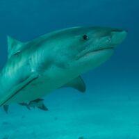 Tragödie in den Flitterwochen: Hai verletzt Bräutigam (31) schwer