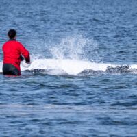 Buckelwal Timmy: Dann sendete er sein letztes Signal