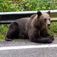 Kroatien: Gefahrenwarnung nach Bär-Sichtung auf Autobahn