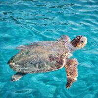 Frau landete im Krankenhaus: Schildkröte attackierte Urlauber in Kroatien