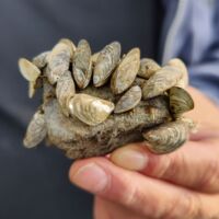 Invasive Muschel wird zur Gefahr für Badende in Österreichs Seen