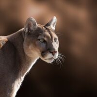 Puma-Suche bei München: Das ist der aktuelle Stand