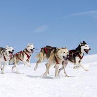 Husky Ranch Traun lädt zu Flohmarkt und Tag der offenen Tür