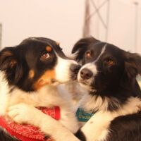 Crazy Trickdogs bei Leondinger Messe im Rathaus auf der Bühne