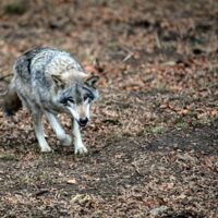 Wolfexperte kritisiert Statement von Nikolaus Prinz