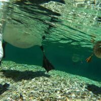 Ausstellung: Unterwasserreich Salzkammergut