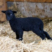 Gut Aiderbichl: Süßer Nachwuchs-Alarm zur großen Wiedereröffnung in Henndorf