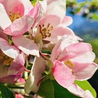 Wildbestäuber-Kurstage: So spannend wird Forschung im Naturpark Attersee-Traunsee hautnah erlebbar