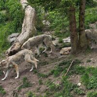 Seltene Kollision: Autofahrer erfasst Wolf in Niederbayern – Jungtier stirbt nach Unfall