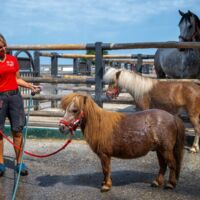 So schützt Gut Aiderbichl die Tiere vor großer Sommerhitze