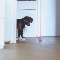 Mit Hund durch die Krise