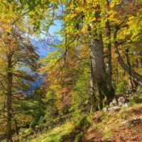 Grüne stehen hinter der Petition der Nationalpark Kalkalpen Mitarbeiter