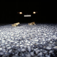 Amphibien-Leben retten: Froschklauber in Steyregg gesucht