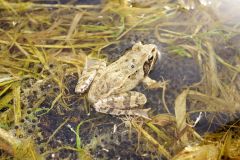 Amphibien wandern heuer ungewöhnlich früh