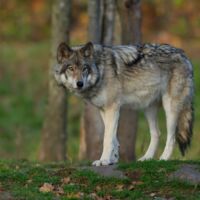 Video zeigt Wolf in Niederösterreich